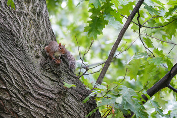 squirrel. squirrel on a tree trunk. photo during the day.
