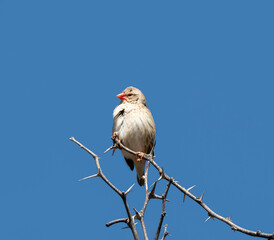 Red-billed Quelea