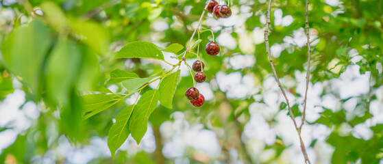 red wild cherry on branches view from below