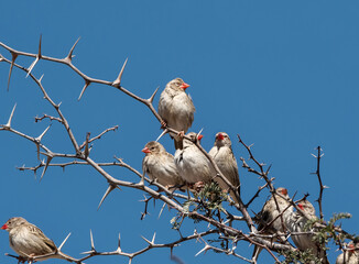 Red-billed Queleas