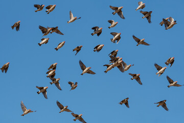 Red-billed Queleas