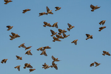 Red-billed Queleas