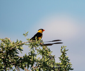 Shaft-tailed Whydah