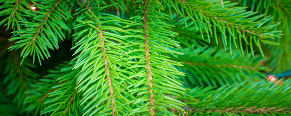 green branches of a christmas tree, close up