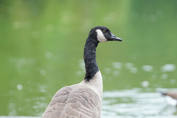 goose on the water in a park. photo during the day.
