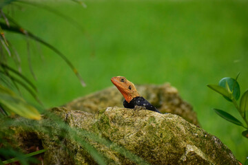 A male Peter's Rock Agama resting on a rock