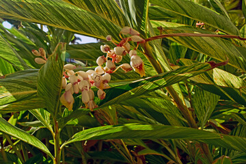 Shell Ginger plant in a Florida garden