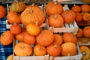 autumn harvest concept. Bunch of orange pumpkins inside wooden boxes, stack of hay, checkered blue plaid festival, thanksgiving day, helloween. counter for sale,rural still life,agriculture, farming