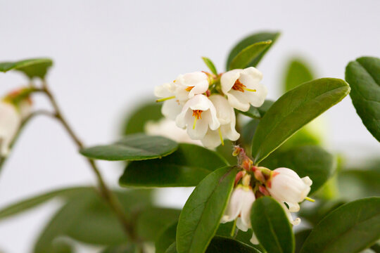 macro White flowers of Vaccinium vitis-idaea lingonberry, partridgeberry, mountain cranberry or cowberry selective focus