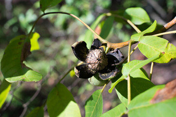 walnuts on a tree