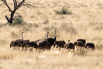 Autruche d'Afrique, .Struthio camelus, Common Ostrich, Désert du Kalahari, Afrique du Sud