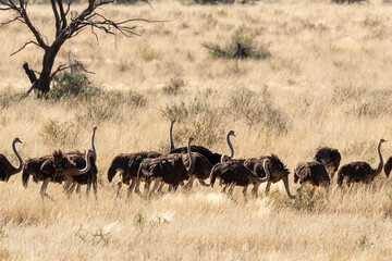 Naklejka na ściany i meble Autruche d'Afrique, .Struthio camelus, Common Ostrich, Désert du Kalahari, Afrique du Sud