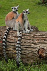 Lémurien roux à queue rayée noir et blanc en couple sur s'épouillant dans la savane. Lémur catta, Maki catta, Madagascar.