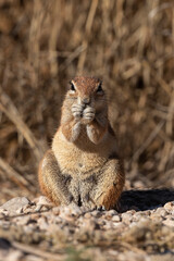 Ecureuil de terre du Cap, Xerus inauris, Désert du Kalahari, Afrique du Sud