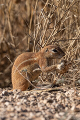 Ecureuil de terre du Cap, Xerus inauris, Désert du Kalahari, Afrique du Sud