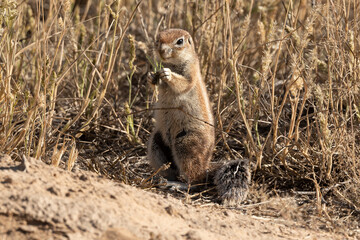 Fototapeta premium Ecureuil de terre du Cap, Xerus inauris, Désert du Kalahari, Afrique du Sud
