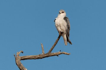 Elanion blanc, .Elanus caeruleus, Black winged Kite