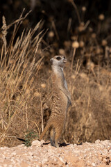 Naklejka na ściany i meble Suricate, Suricata suricatta, Parc national Kalahari, Afrique du Sud