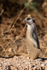 Suricate, Suricata suricatta, Parc national Kalahari, Afrique du Sud