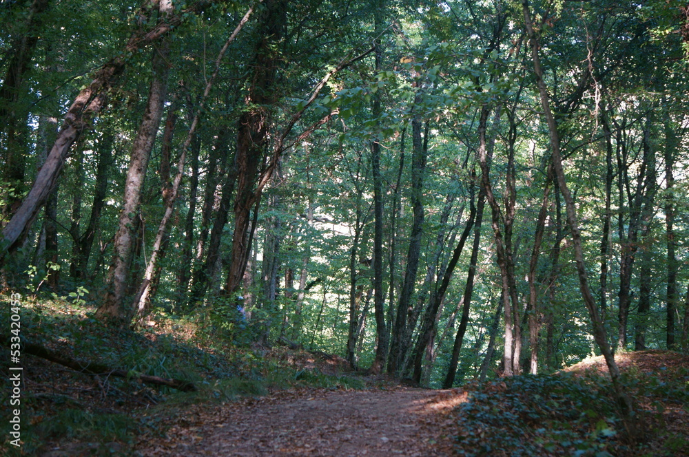 Canvas Prints path in the forest