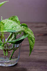 ポトスの水耕栽培