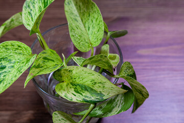 ポトスの水耕栽培