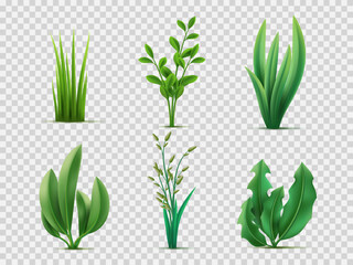 Realistic spring grass. Green meadows plants and herbs, lawn grass, broad leaves, gardening lifestyle, natural vegetation, 3d isolated on transparent background decor objects utter vector set - obrazy, fototapety, plakaty