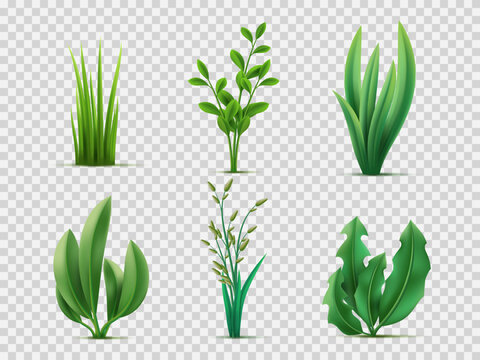 Realistic spring grass. Green meadows plants and herbs, lawn grass, broad leaves, gardening lifestyle, natural vegetation, 3d isolated on transparent background decor objects utter vector set