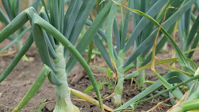 Young garlic with roots lying on garden soil. Collection of Lyubasha garlic in the garden. Agricultural field of garlic plant. Freshly picked vegetables, organic farming concept. Organic garlic.