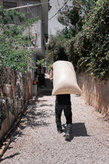 Fototapeta na wymiar An Hispanic farmer is carrying a coffee sack on his back