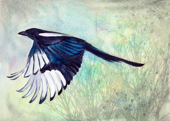 Watercolor illustration of a flying magpie with black-turquoise iridescent wings on a light gray background