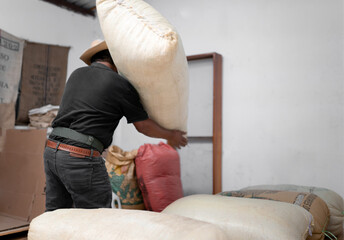 An Hispanic farmer is throwing a coffee sack from his shoulder