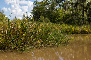 Green Reeds in a Tranquil Landscape at Honey Island Swamp in Louisiana