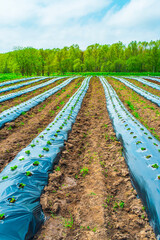 Rows of strawberry on ground covered by plastic mulch film in agriculture organic farming....