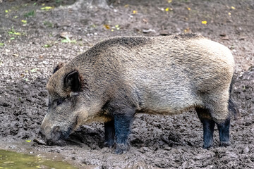 Wild boar (Sus scrofa), known as wild swine, common wild or Eurasian wild pig in Bialowieza Forest, Poland