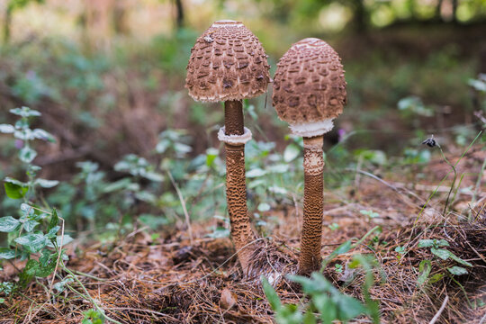 A young  parasol mushroom (Macrolepiota procera) is a tasty edible mushroom often used in cooking.