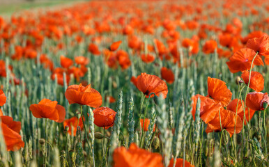 Poppies field in rays sun. Flowers Red poppies blossom on wild field. Beautiful field red poppies with selective focus. Red poppies under of sunlight. majestic rural landscape. soft focus.