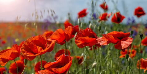 amazing red flowers of poppy on sky background. copy space. closeup. small depth of field. original...