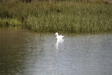 bird on the lake