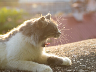 A yawning cat in the sunset