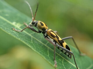 green shield bug