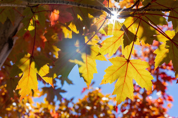 Close up shot of beautiful red maple leaves in Big Bear Lake area