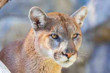 Close up shot of Florida panther