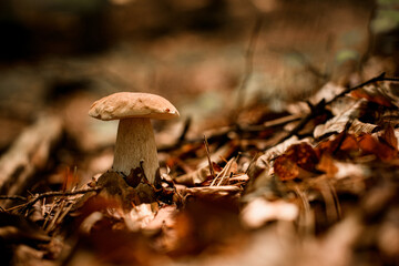 selective focus on mushroom growing among yellowed leaves and dry tree branches and needles