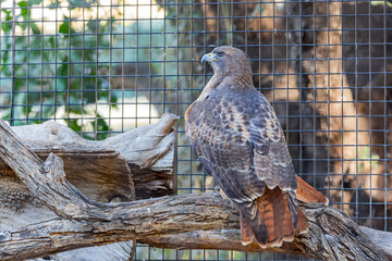 Close up shot of eagle