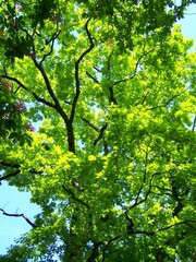 Large oak with translucent leaves in the backlight
