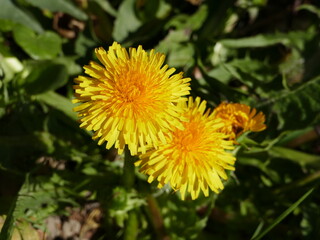 Macro of a common dandelion