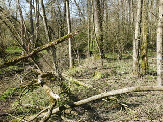 Natural forest in the Sauerland, North Rhine-Westphalia, Germany