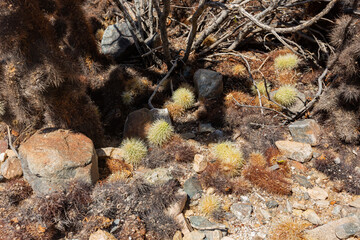 Cholla Cactus Garden in Joshua Tree National Park