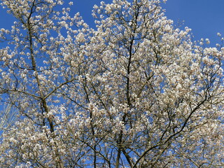 Pretty white blossom buds at the beginning of spring